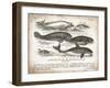 Antique Whales I-Gwendolyn Babbitt-Framed Art Print