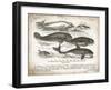 Antique Whales I-Gwendolyn Babbitt-Framed Art Print