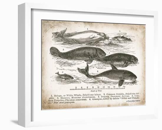 Antique Whales I-Gwendolyn Babbitt-Framed Art Print