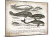 Antique Whales I-Gwendolyn Babbitt-Mounted Art Print