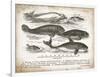 Antique Whales I-Gwendolyn Babbitt-Framed Art Print