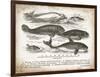 Antique Whales I-Gwendolyn Babbitt-Framed Art Print