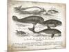 Antique Whales I-Gwendolyn Babbitt-Mounted Art Print