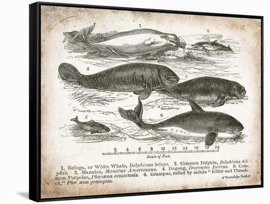 Antique Whales I-Gwendolyn Babbitt-Framed Stretched Canvas