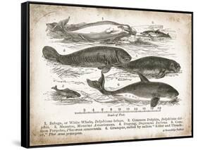 Antique Whales I-Gwendolyn Babbitt-Framed Stretched Canvas