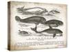 Antique Whales I-Gwendolyn Babbitt-Stretched Canvas