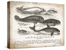 Antique Whales I-Gwendolyn Babbitt-Stretched Canvas