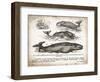 Antique Whales II-Gwendolyn Babbitt-Framed Art Print