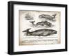 Antique Whales II-Gwendolyn Babbitt-Framed Art Print