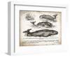 Antique Whales II-Gwendolyn Babbitt-Framed Art Print