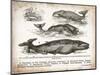 Antique Whales II-Gwendolyn Babbitt-Mounted Art Print