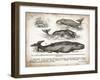 Antique Whales II-Gwendolyn Babbitt-Framed Art Print