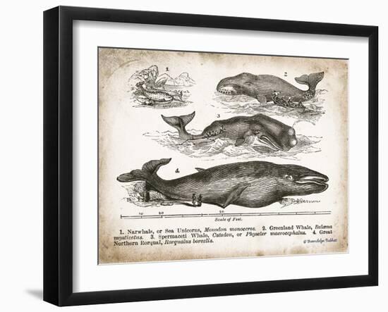 Antique Whales II-Gwendolyn Babbitt-Framed Art Print