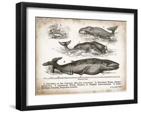 Antique Whales II-Gwendolyn Babbitt-Framed Art Print