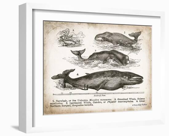 Antique Whales II-Gwendolyn Babbitt-Framed Art Print