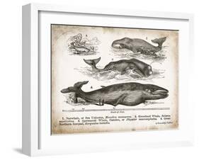 Antique Whales II-Gwendolyn Babbitt-Framed Art Print