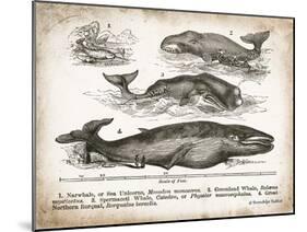 Antique Whales II-Gwendolyn Babbitt-Mounted Art Print