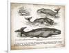 Antique Whales II-Gwendolyn Babbitt-Framed Art Print