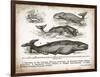 Antique Whales II-Gwendolyn Babbitt-Framed Art Print