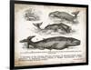 Antique Whales II-Gwendolyn Babbitt-Framed Art Print