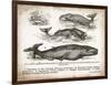 Antique Whales II-Gwendolyn Babbitt-Framed Premium Giclee Print