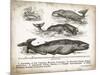 Antique Whales II-Gwendolyn Babbitt-Mounted Premium Giclee Print