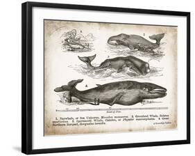 Antique Whales II-Gwendolyn Babbitt-Framed Art Print