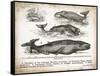 Antique Whales II-Gwendolyn Babbitt-Framed Stretched Canvas