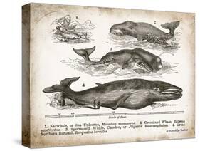 Antique Whales II-Gwendolyn Babbitt-Stretched Canvas