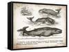 Antique Whales II-Gwendolyn Babbitt-Framed Stretched Canvas