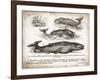 Antique Whales II-Gwendolyn Babbitt-Framed Art Print