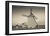 Antique windmills in a field, Campo De Criptana, Ciudad Real Province, Castilla La Mancha, Spain-null-Framed Photographic Print