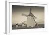 Antique windmills in a field, Campo De Criptana, Ciudad Real Province, Castilla La Mancha, Spain-null-Framed Photographic Print