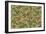 Antiqued Aviary Tobacco-Bill Jackson-Framed Giclee Print