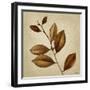 Antiqued Leaves II-Lanie Loreth-Framed Art Print