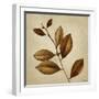 Antiqued Leaves II-Lanie Loreth-Framed Art Print