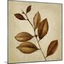 Antiqued Leaves II-Lanie Loreth-Mounted Art Print