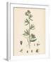 Antirrhinum Orontium Corn Snapdragon-null-Framed Giclee Print