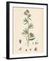 Antirrhinum Orontium Corn Snapdragon-null-Framed Giclee Print