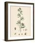 Antirrhinum Orontium Corn Snapdragon-null-Framed Giclee Print