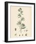 Antirrhinum Orontium Corn Snapdragon-null-Framed Giclee Print