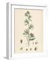 Antirrhinum Orontium Corn Snapdragon-null-Framed Giclee Print