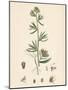 Antirrhinum Orontium Corn Snapdragon-null-Mounted Giclee Print