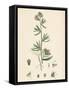 Antirrhinum Orontium Corn Snapdragon-null-Framed Stretched Canvas