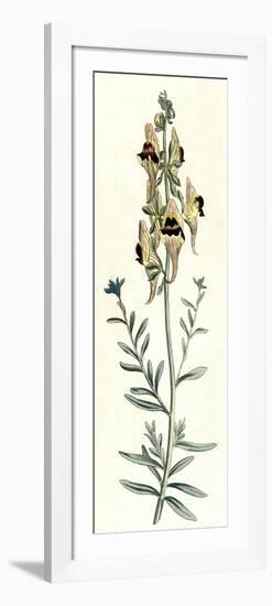 Antirrhinum Triste-William Curtis-Framed Art Print