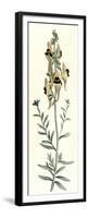 Antirrhinum Triste-William Curtis-Framed Premium Giclee Print