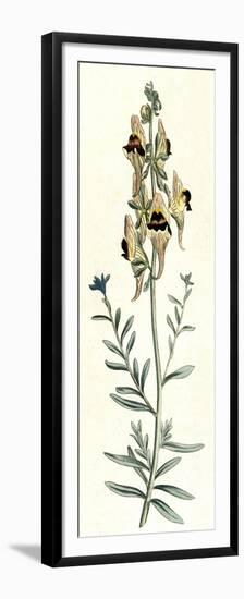 Antirrhinum Triste-William Curtis-Framed Premium Giclee Print