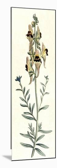 Antirrhinum Triste-William Curtis-Mounted Premium Giclee Print