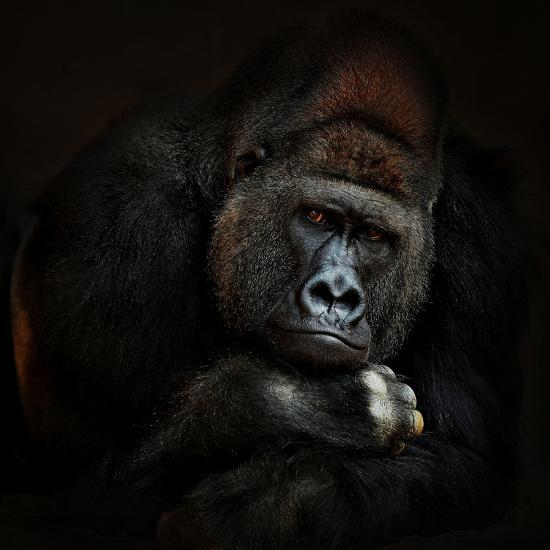 Photographic Print, , large