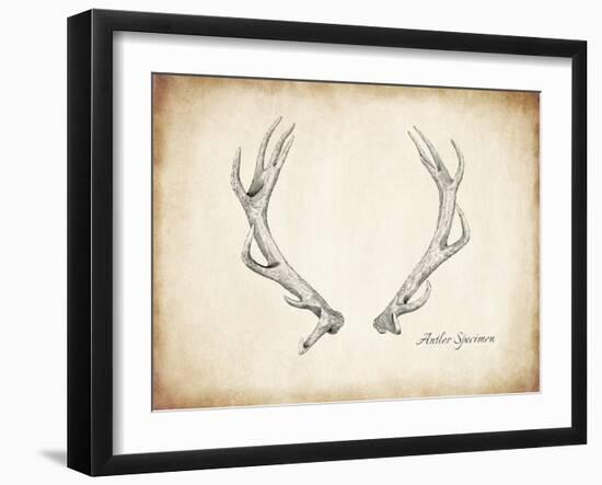 Antler Specimen A-THE Studio-Framed Giclee Print